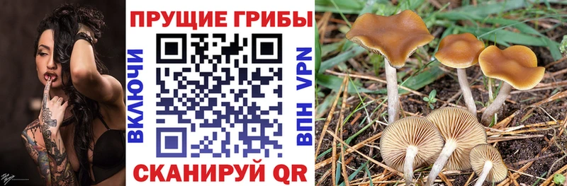 Псилоцибиновые грибы Psilocybine cubensis  мориарти телеграм  Брюховецкая 
